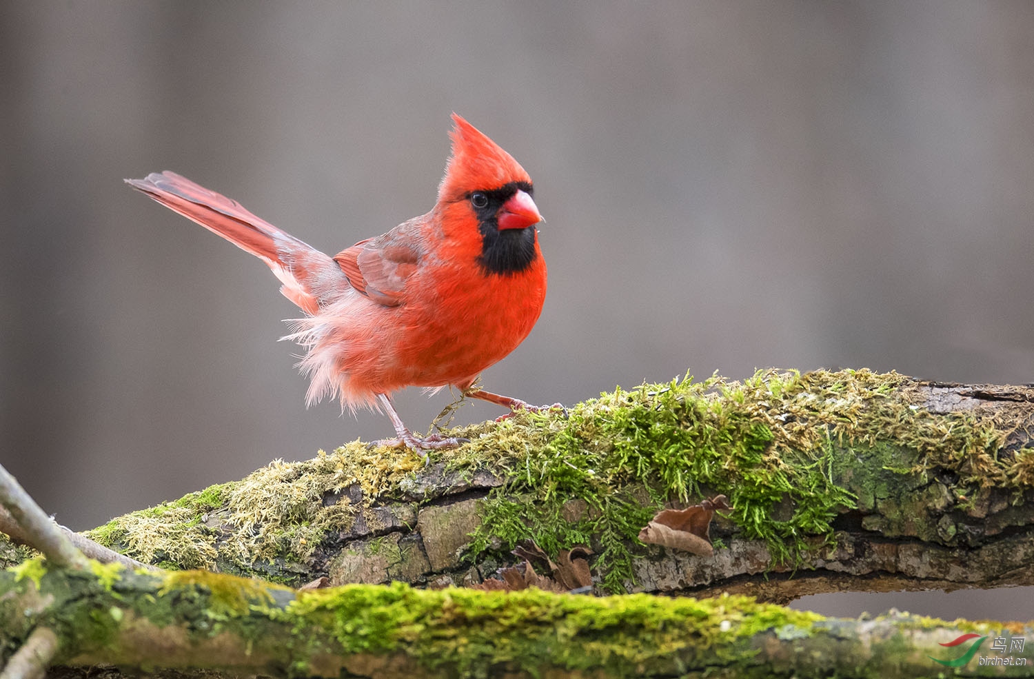 林鸟寻视北美朱红雀祝贺老师荣获首页精华