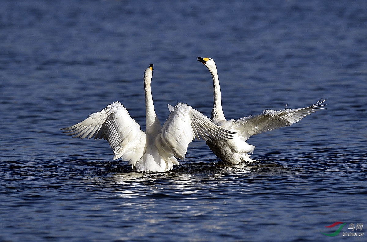 [综合] 天鹅----欢呼