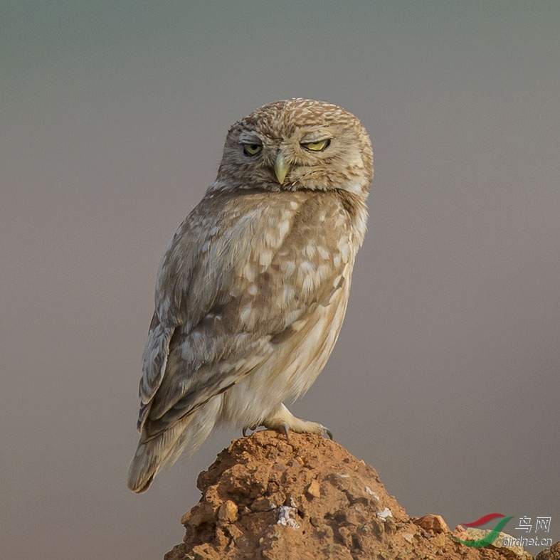 不屑一顾的眼神