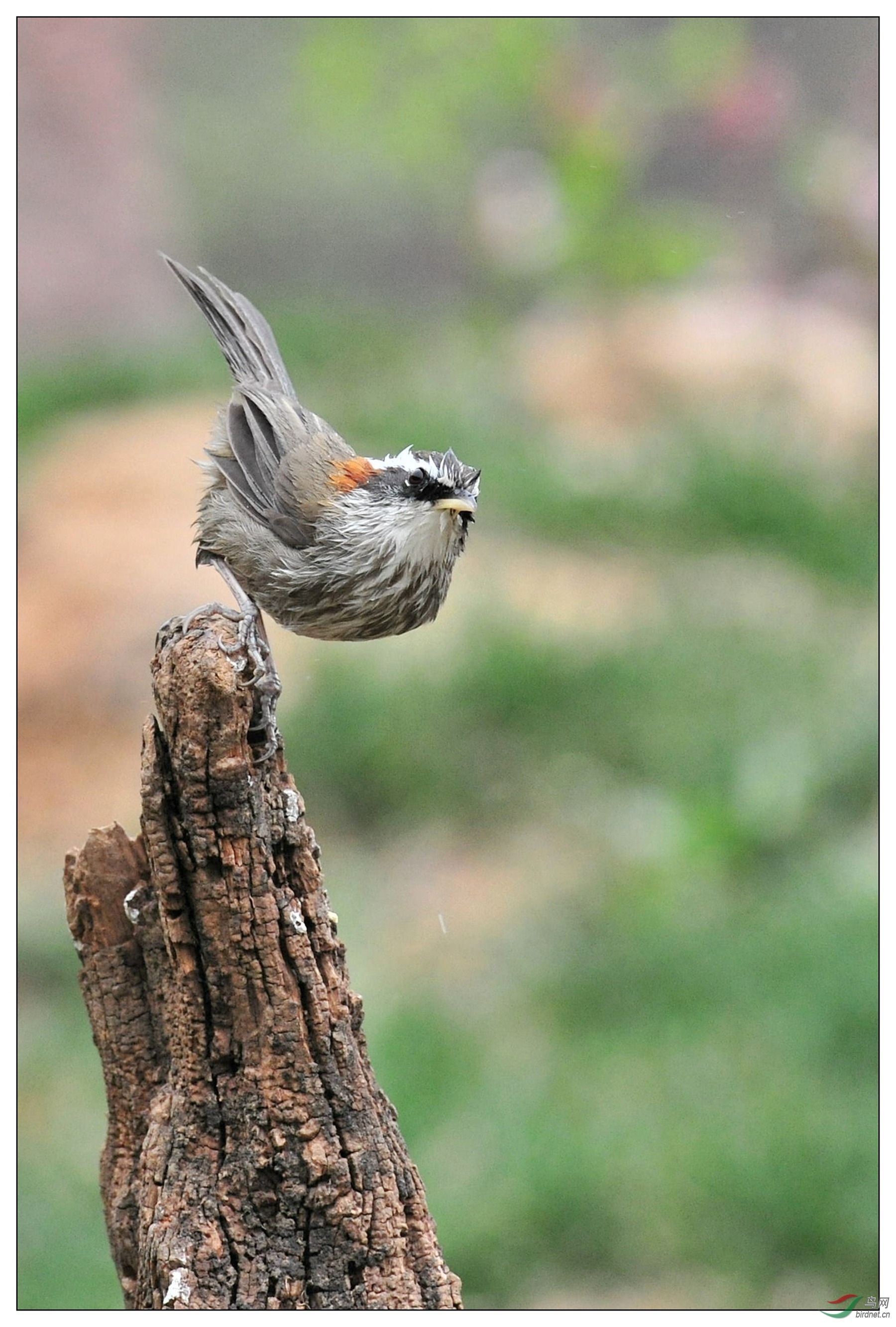 【视觉日记】一组林鸟来问候