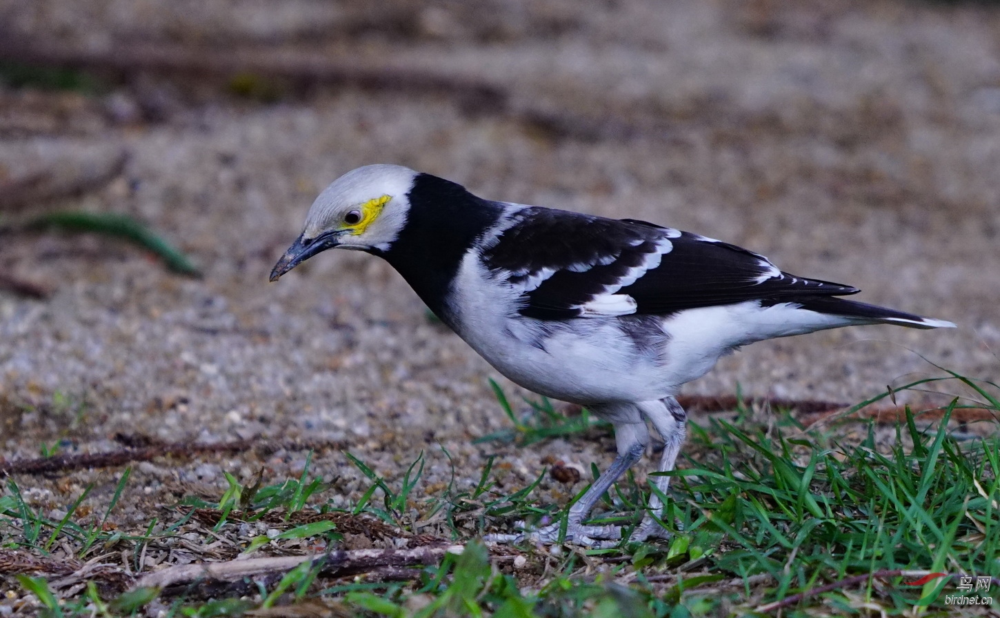 香港去年拍的菜鸟黑领椋鸟