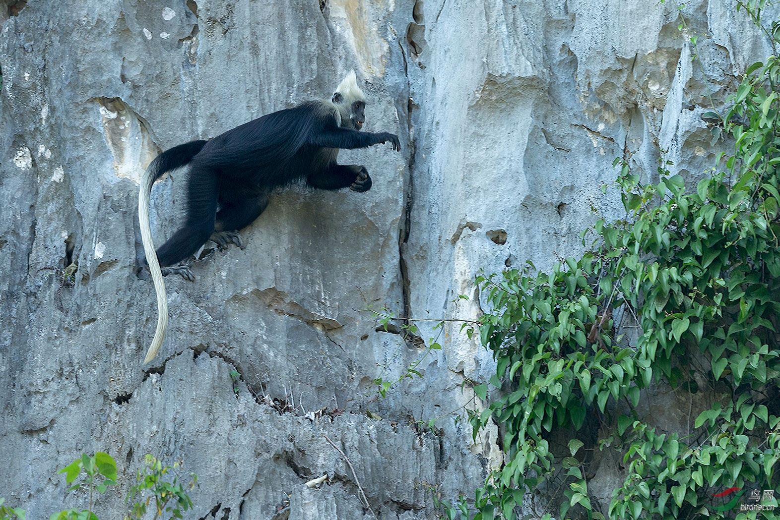 石山精灵——急冲冲的公猴