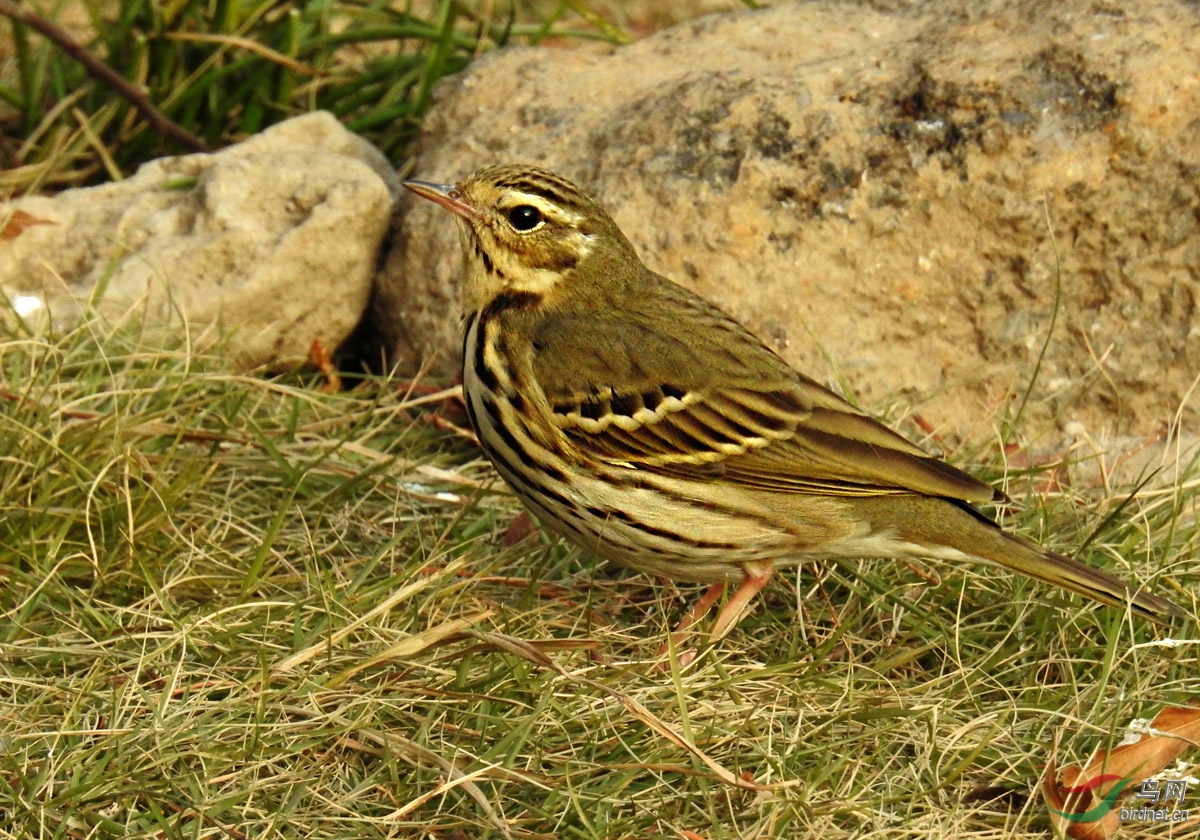 DSCN1676 ����.jpg