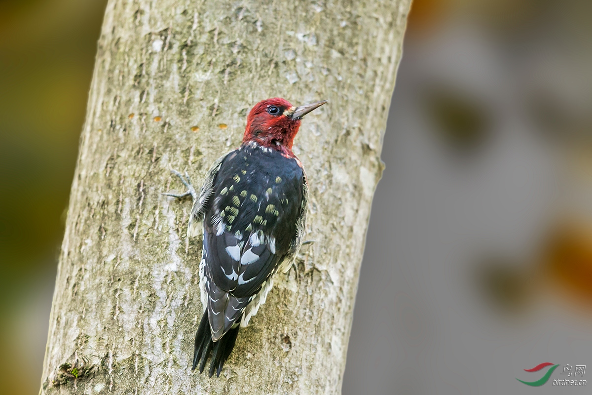 红胸吸汁啄木鸟