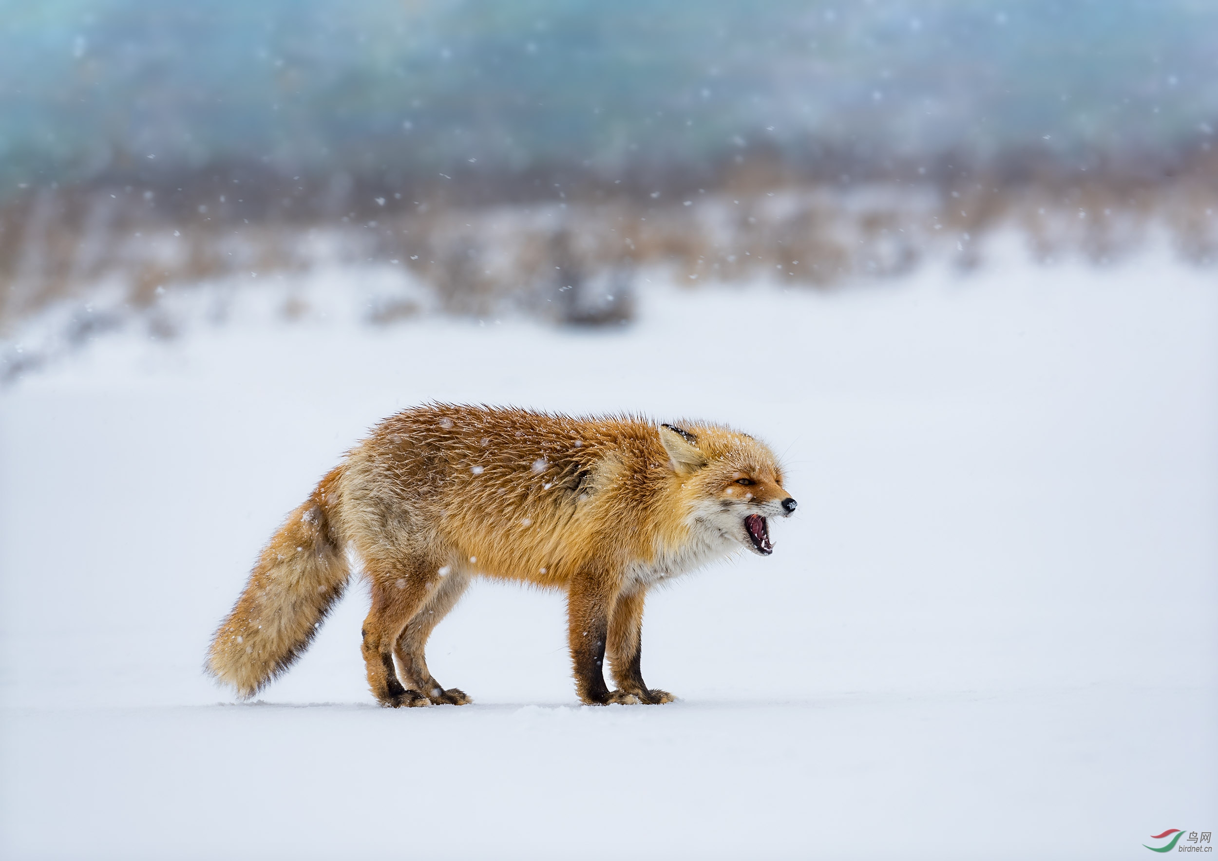 雪中狐