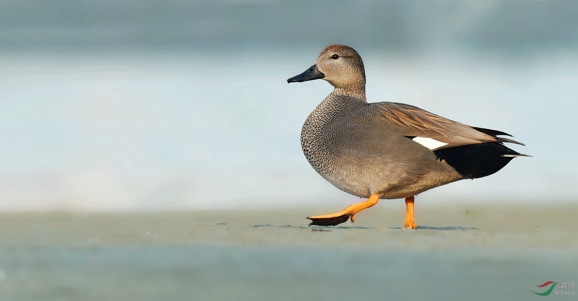 登上大陆的赤膀鸭