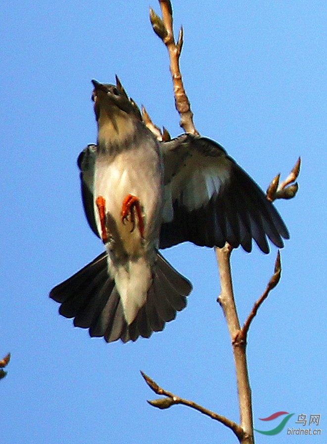 越冬南迁的贵客灰惊鸟宣城宛溪河公园拍摄