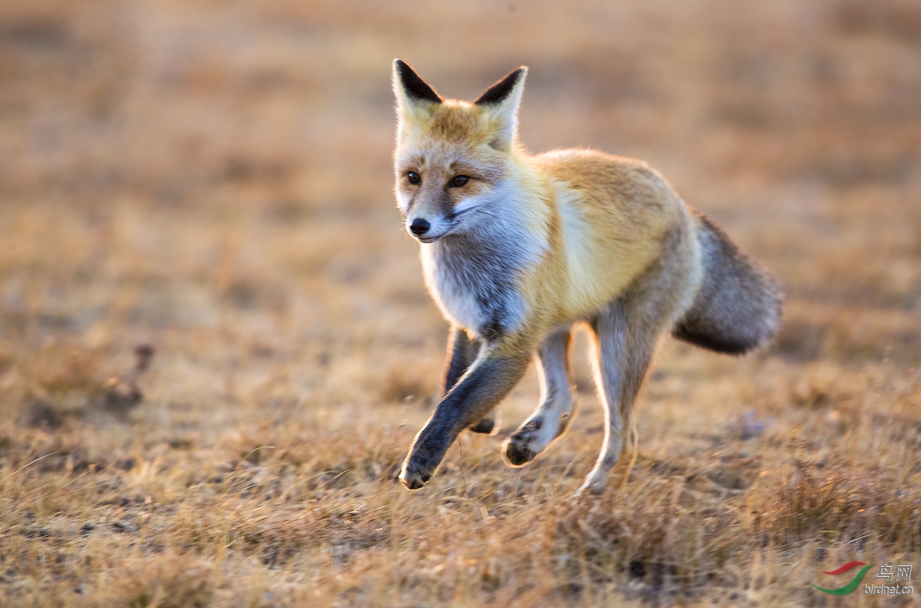 驰骋在草原狐狸