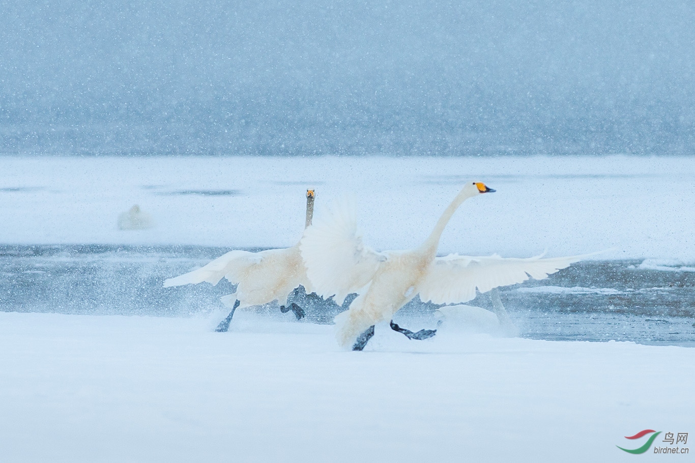 大天鹅雪中观鹅恭贺老师佳作荣获每日精华