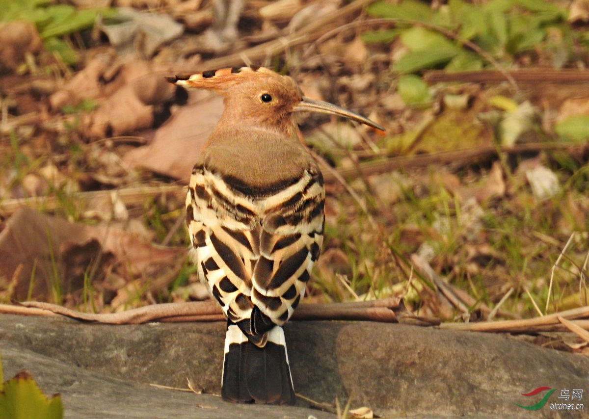 DSCN1620 ����2.jpg