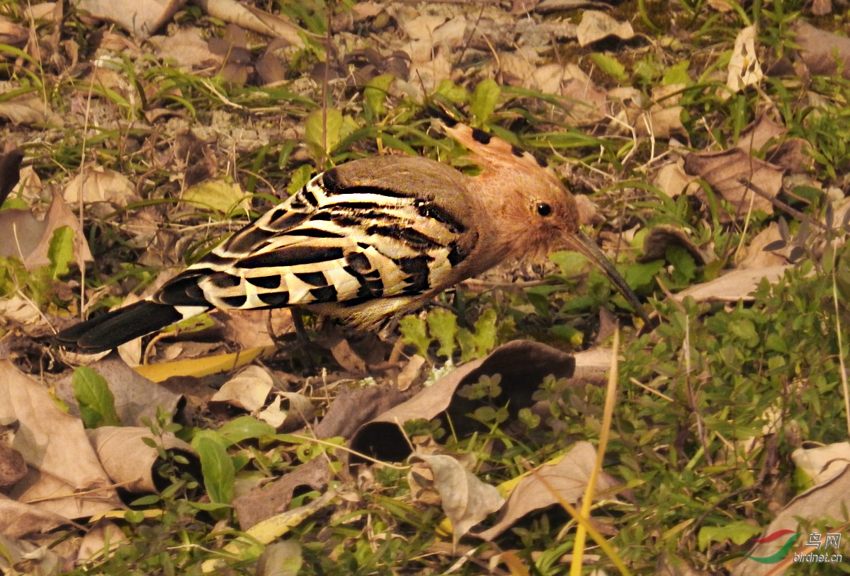 DSCN1624 ����2.jpg