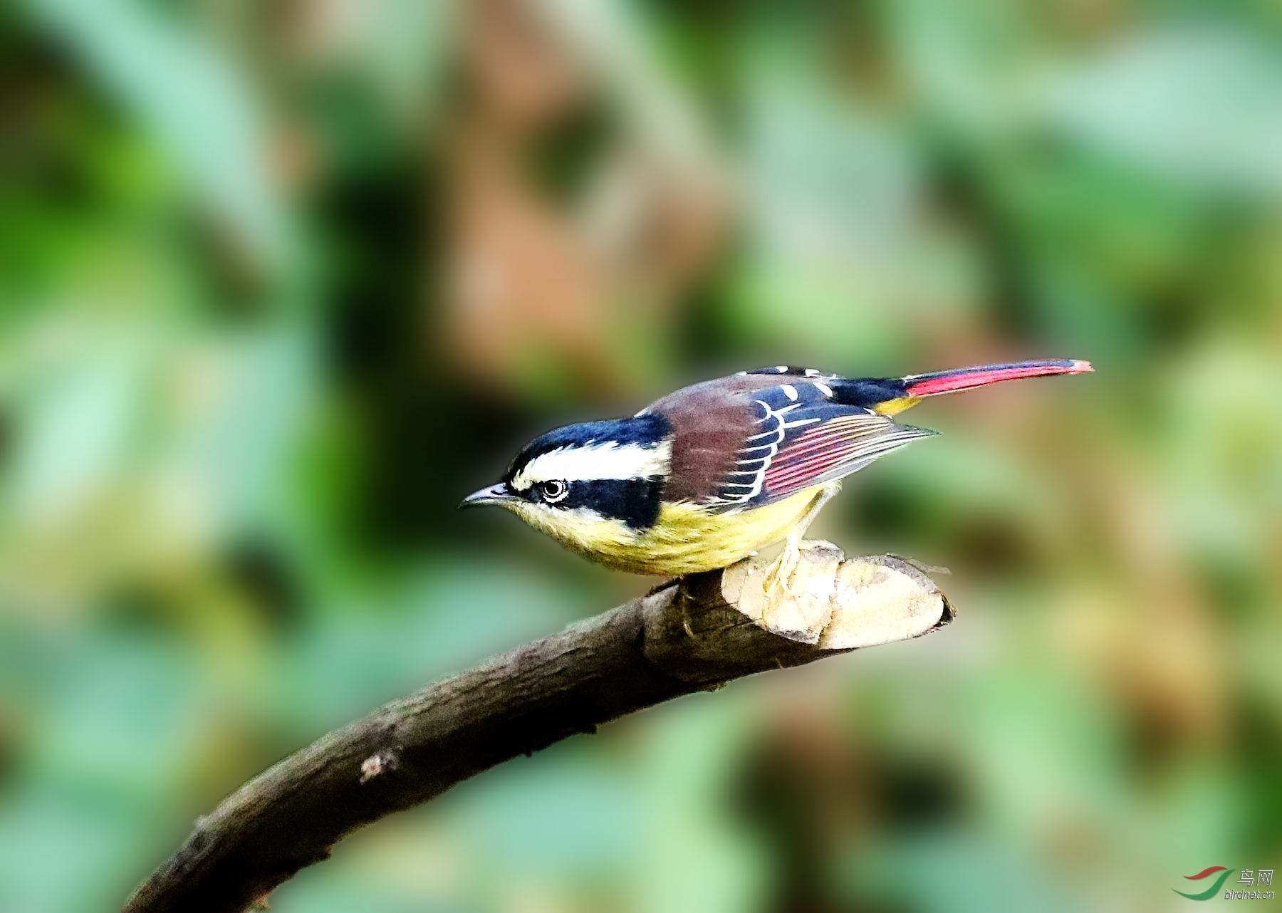林鸟火尾希鹛盯紧前方