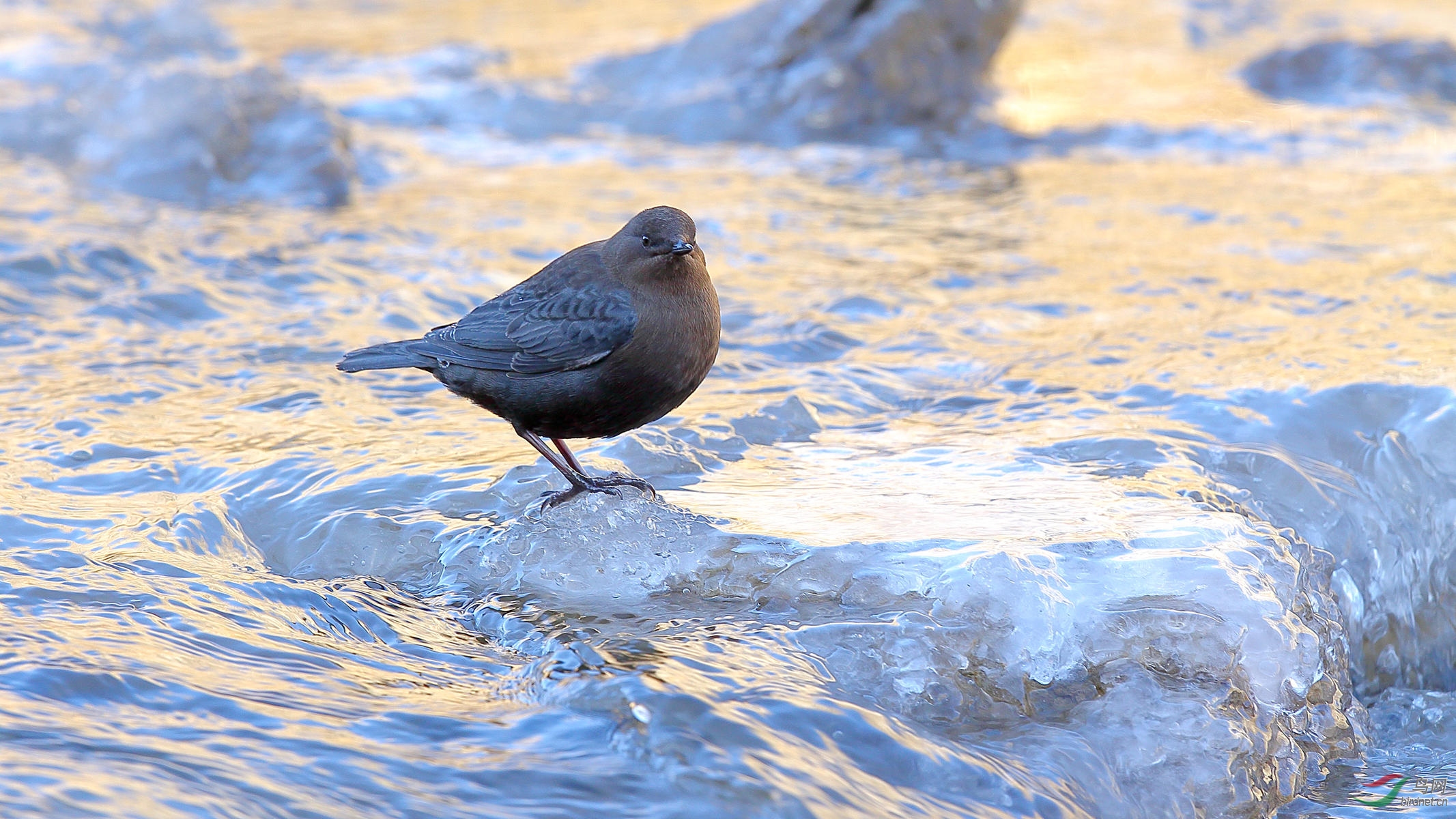 冰上的河乌