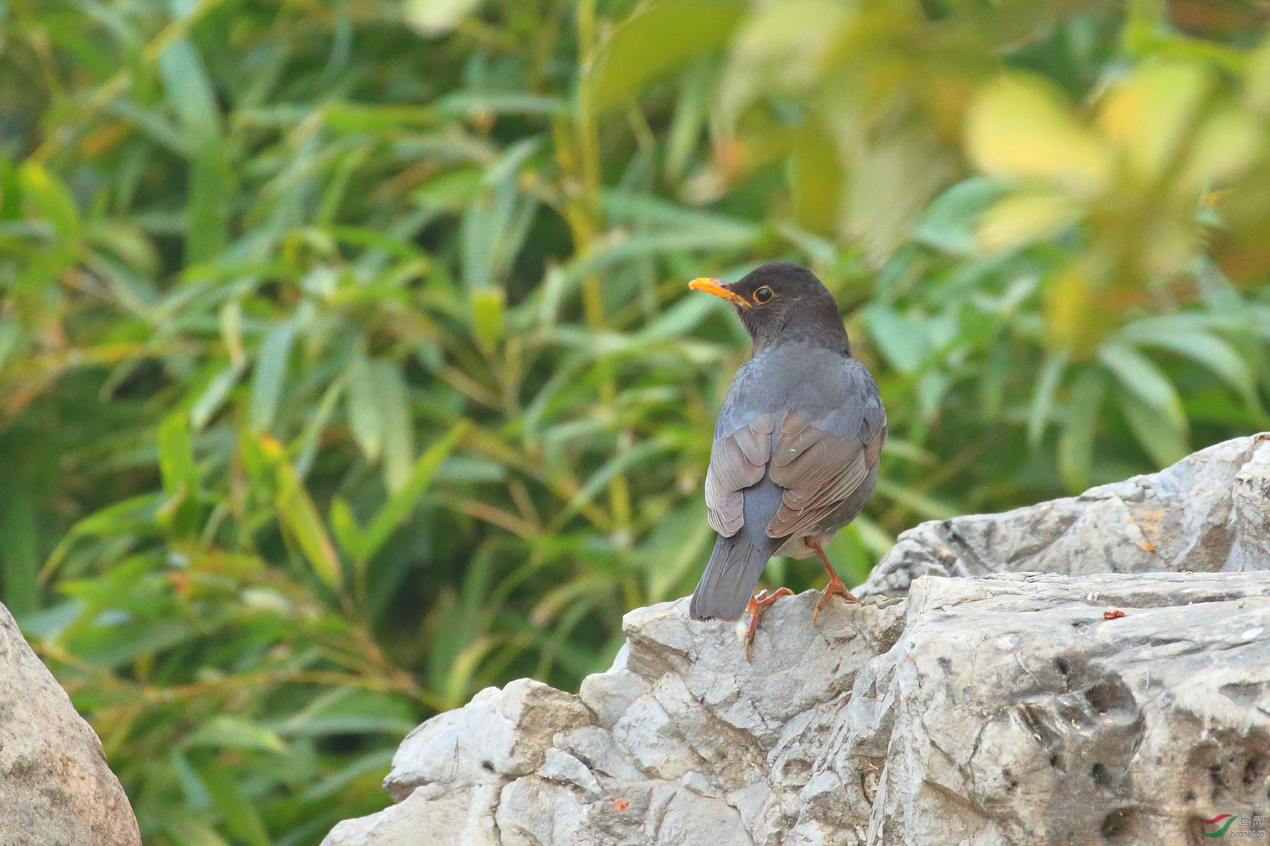 [林鸟] 农展又添新客人-----乌灰鸫