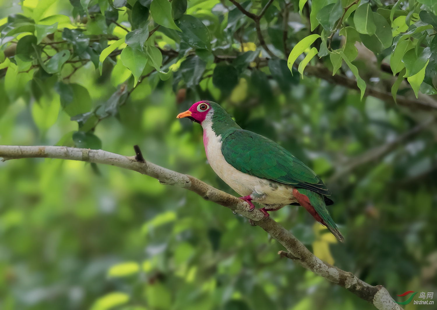粉头果鸠热烈祝贺粉头果鸠老恺老师回任耳陶老师荣任上海版版主