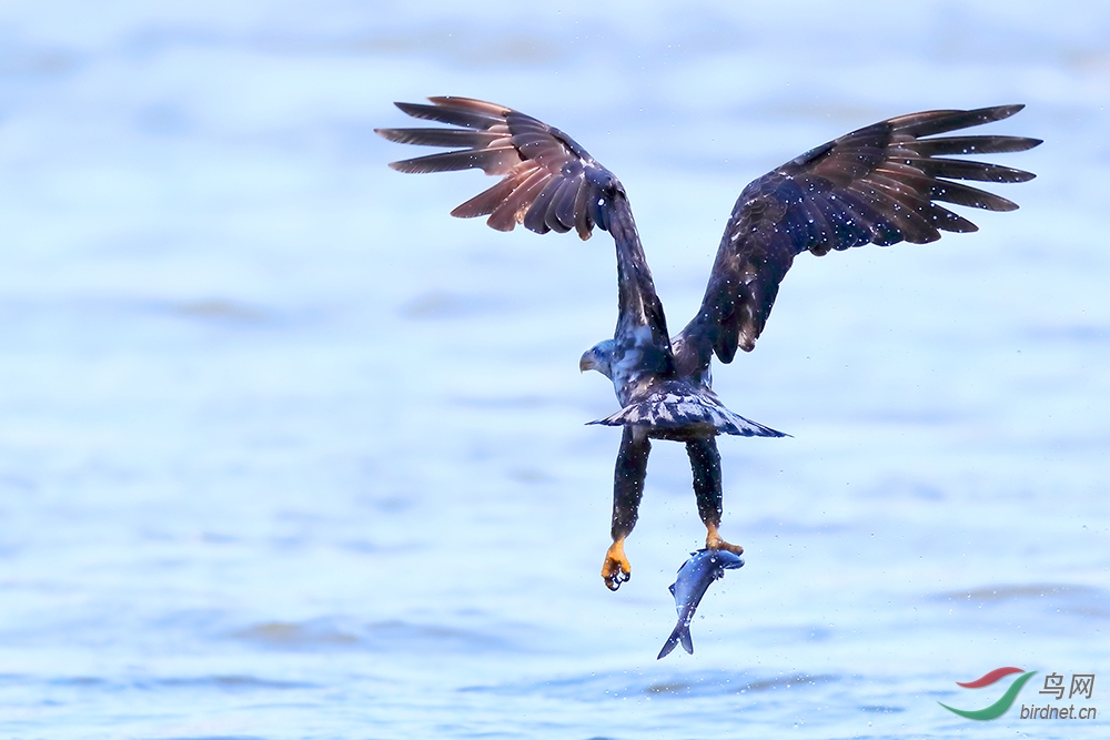 (白頭海雕)美國國鳥【祝賀老師榮獲首頁精華】