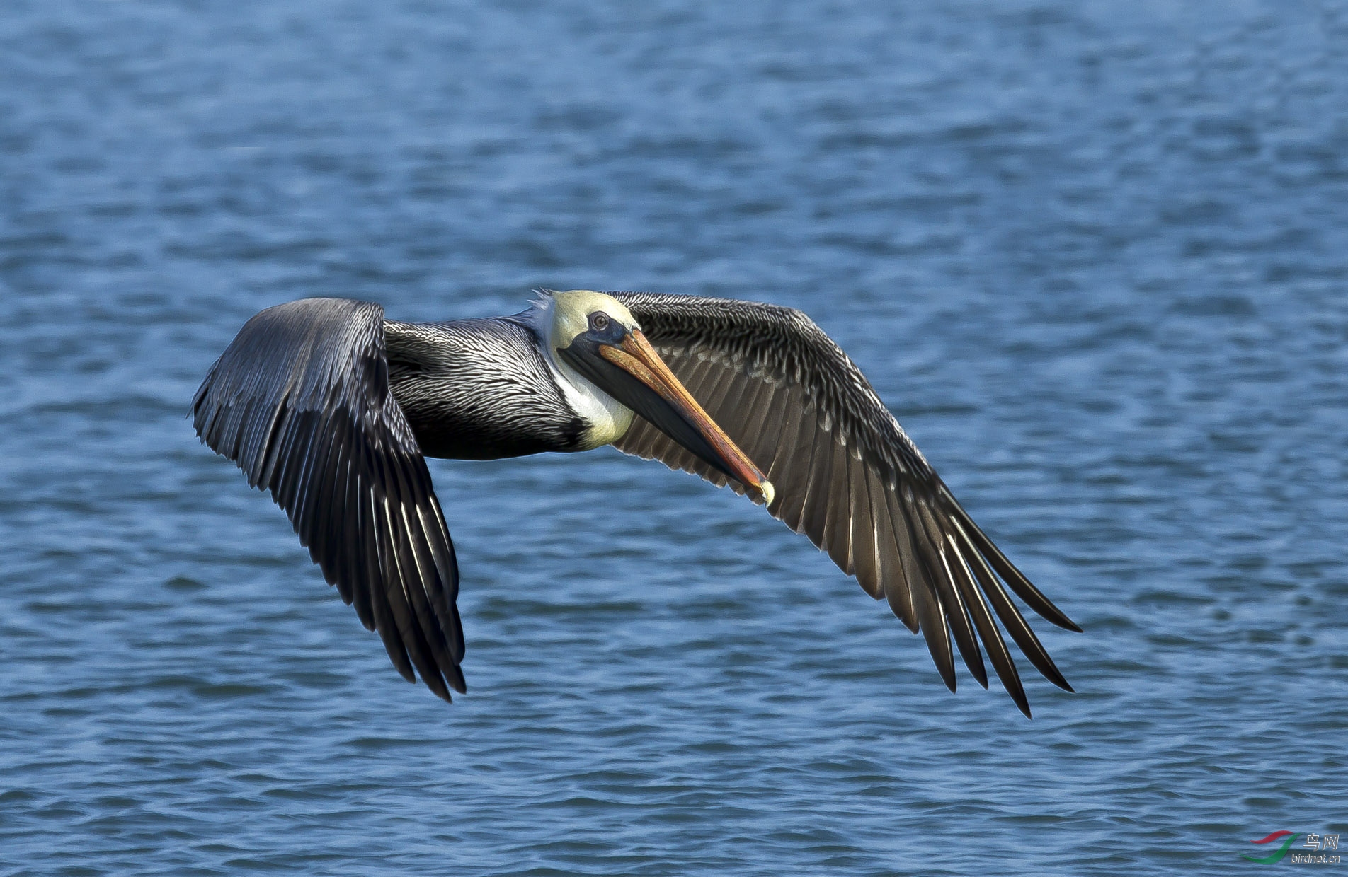 飞吧鹈鹕美国版