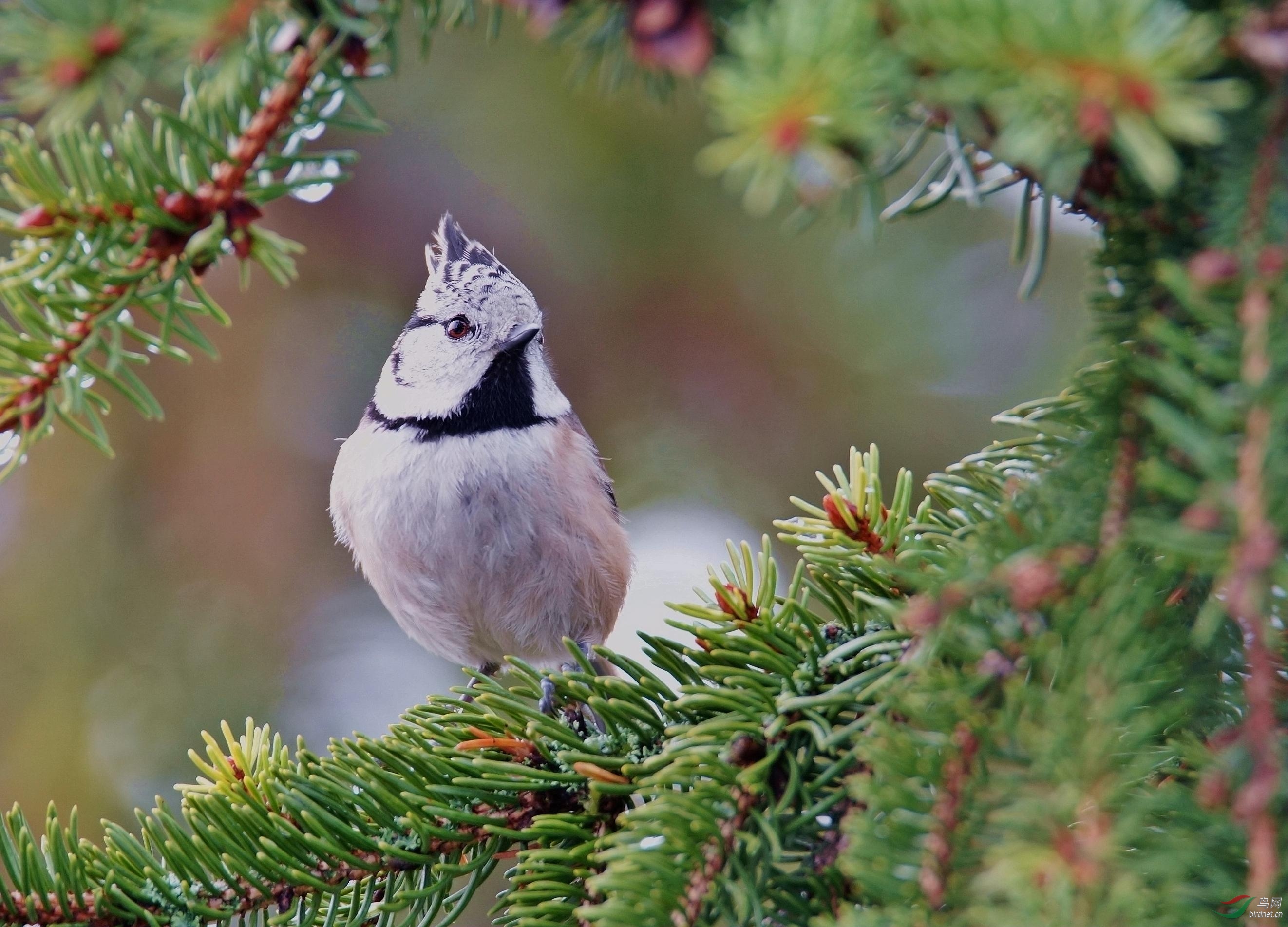 褐冠山雀褐冠山雀祝贺荣获首页精华