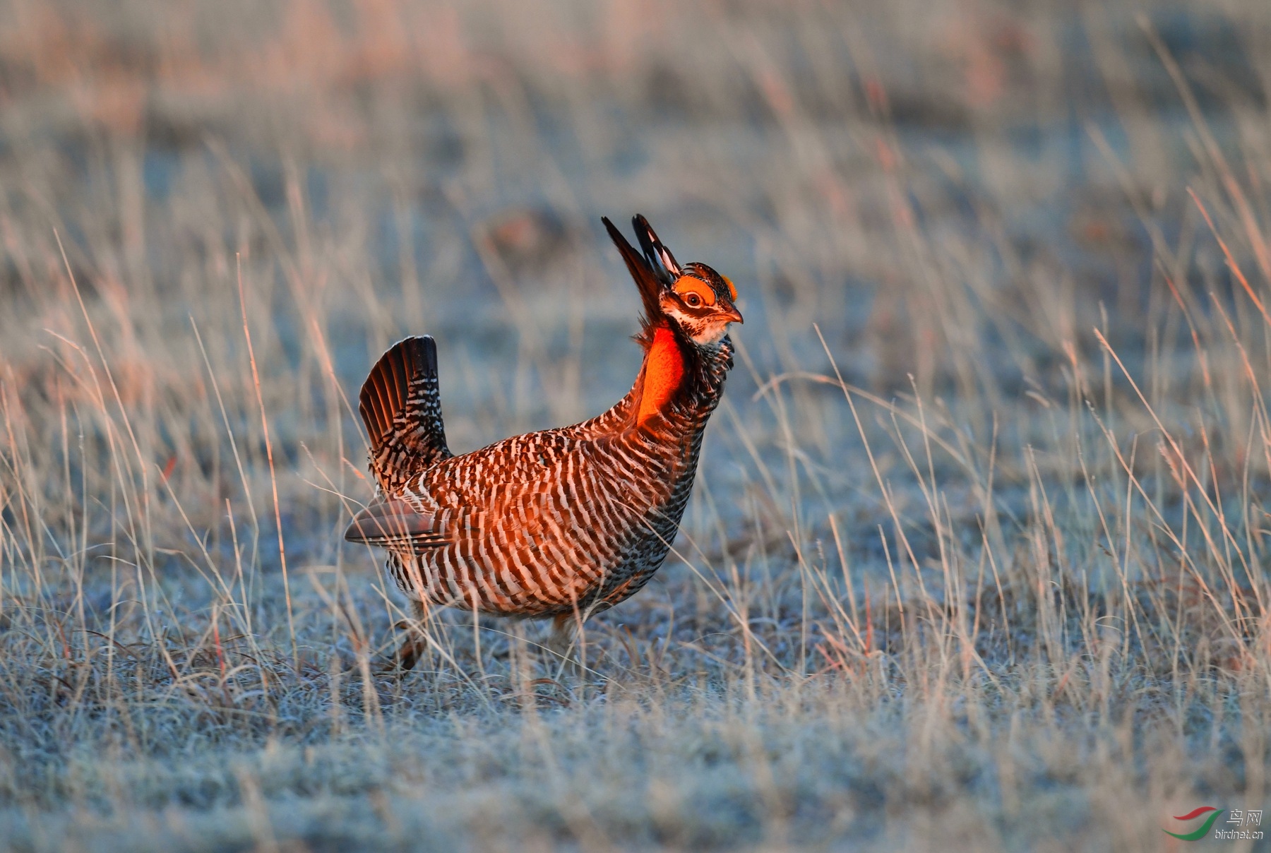 草原松鸡祝贺果怡老师调任北京版版主祝贺荣获首页精华