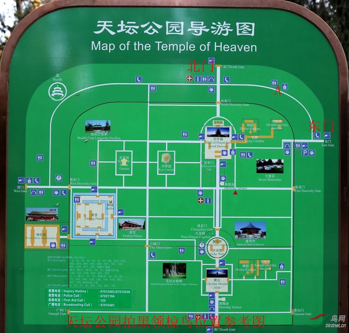 北京天坛拍黑领椋鸟