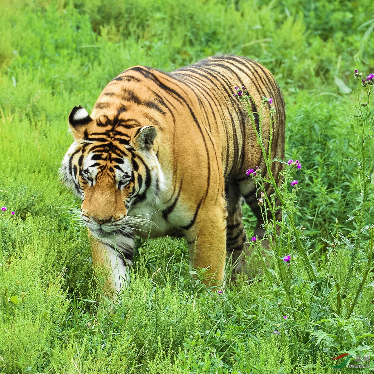 漫步花草丛中虎