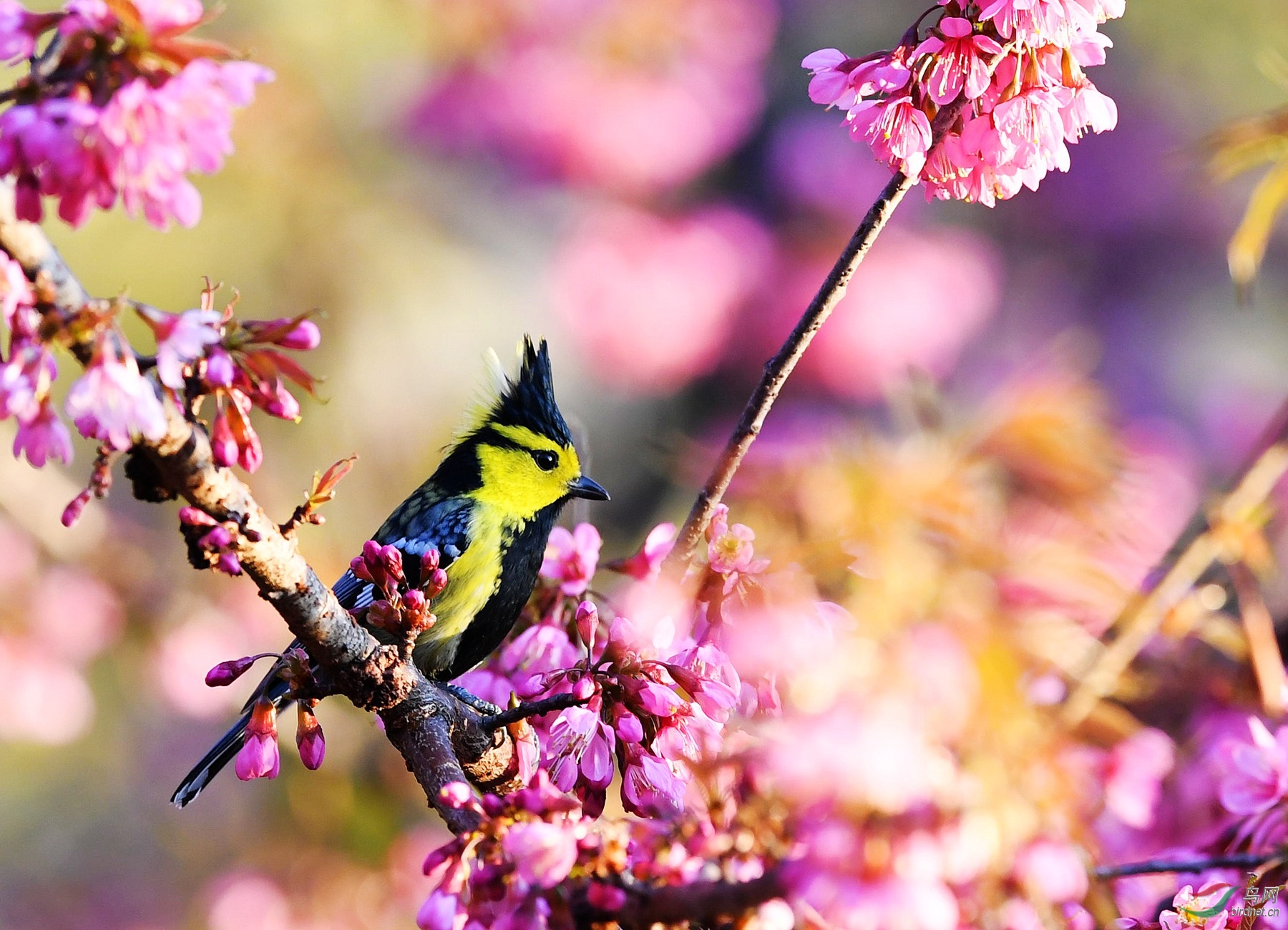 花與鳥