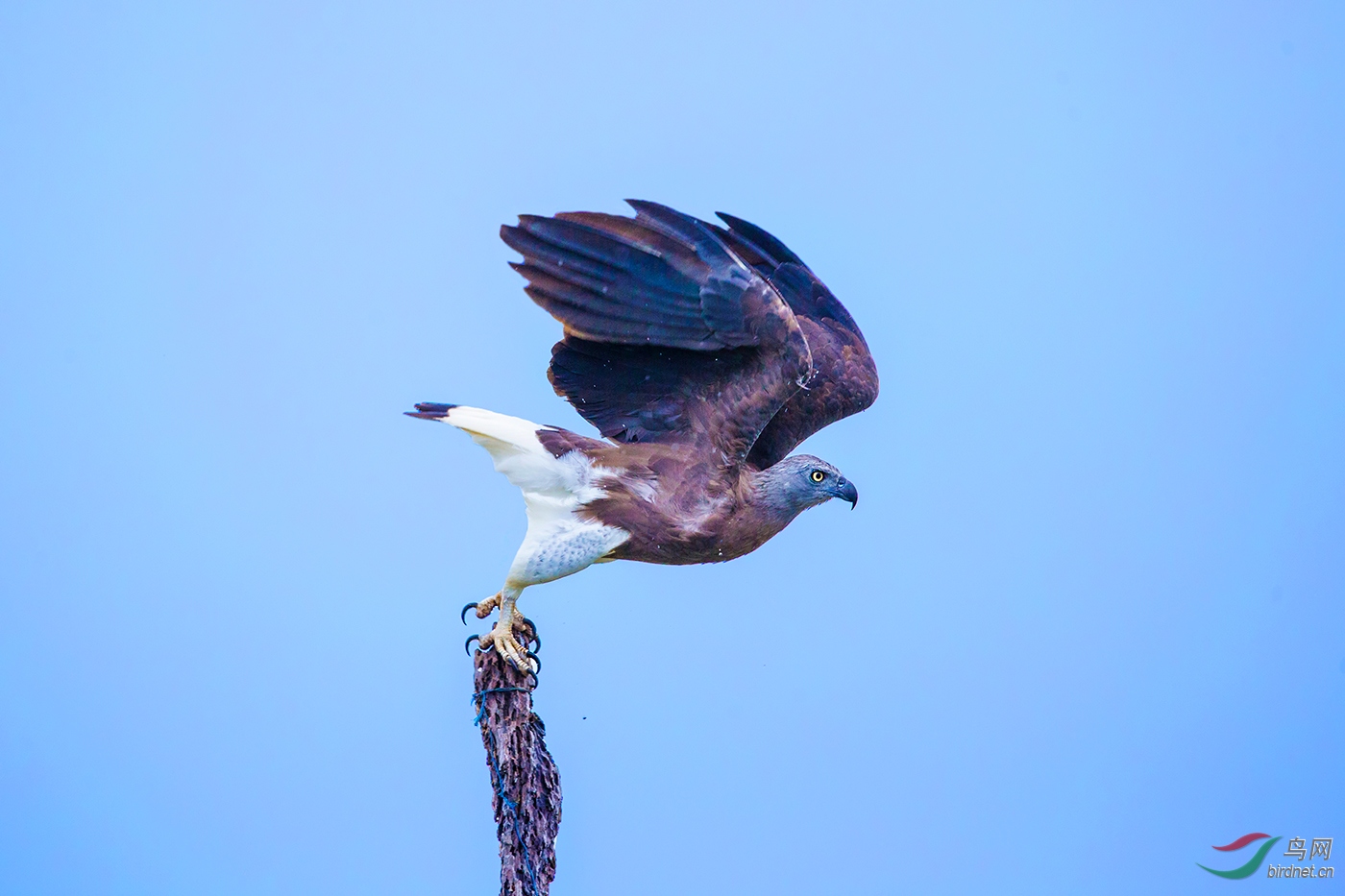 《新的起点》—— 灰头渔鹰