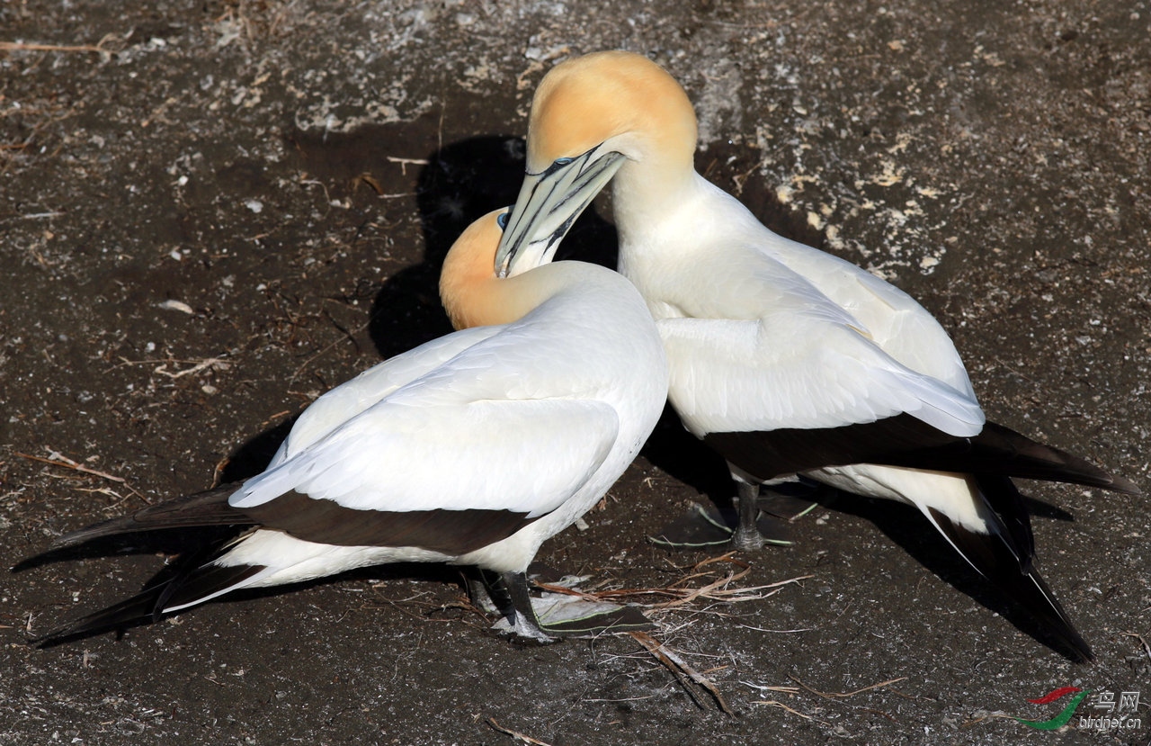 [国外] 新西兰塘鹅--深吻