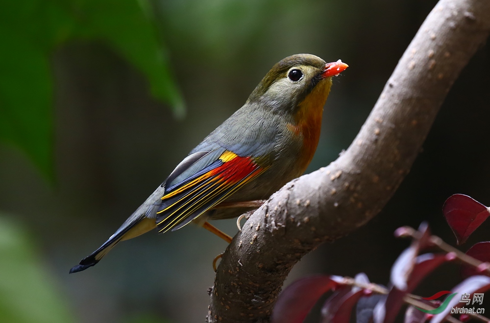 紅嘴相思鳥