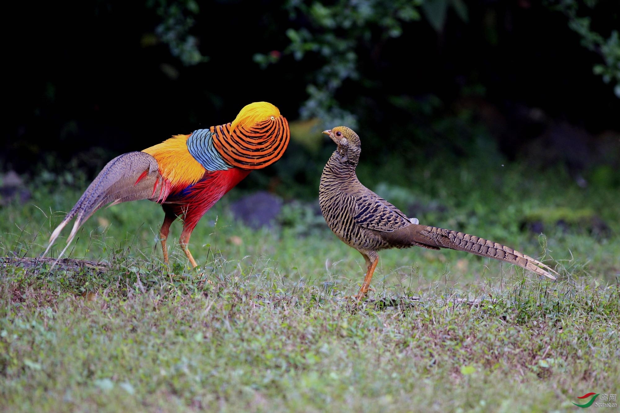 回顾2017陕版鸟类精华下半年集锦