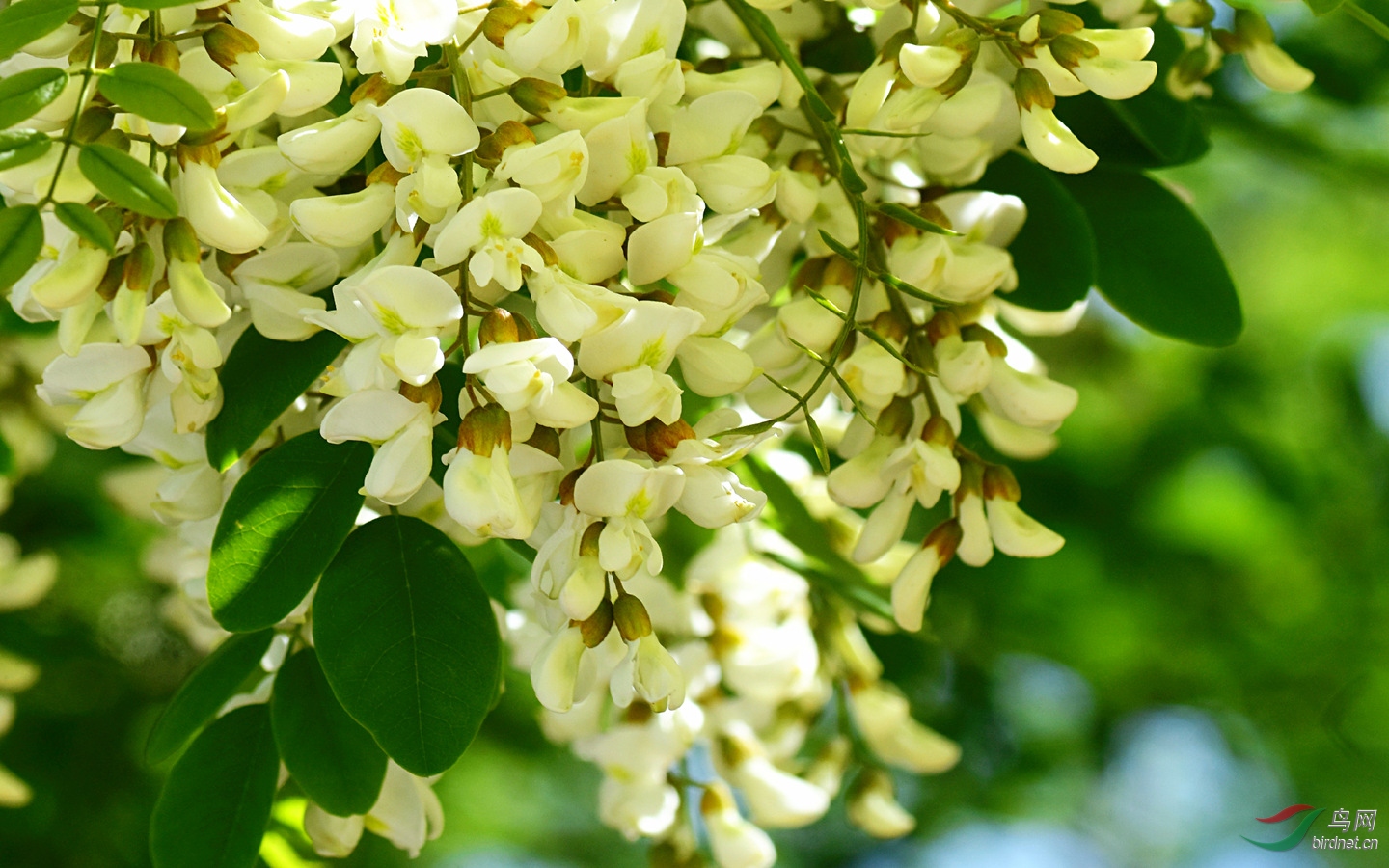 南戴河的槐花海