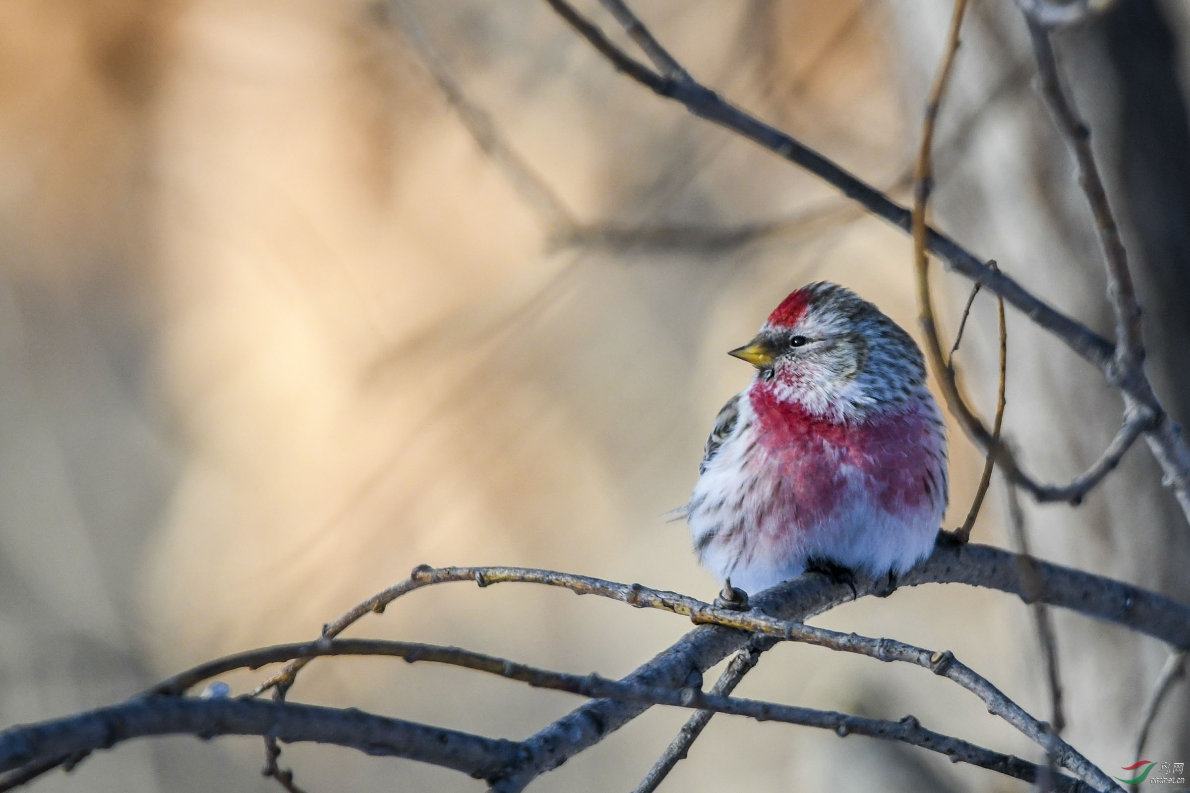 眺望(白腰朱顶红)