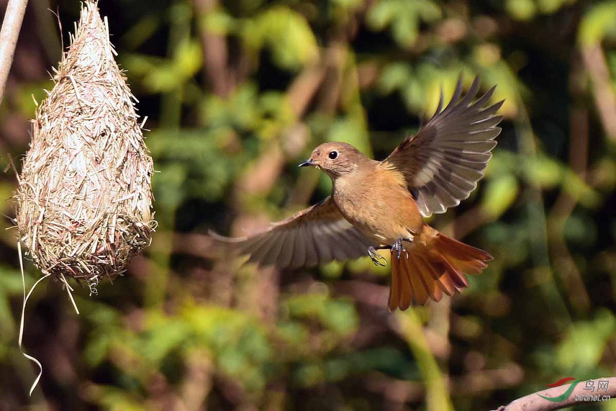 北红尾鸲(雌)飞入护鸟人在林中悬挂的鸟巢