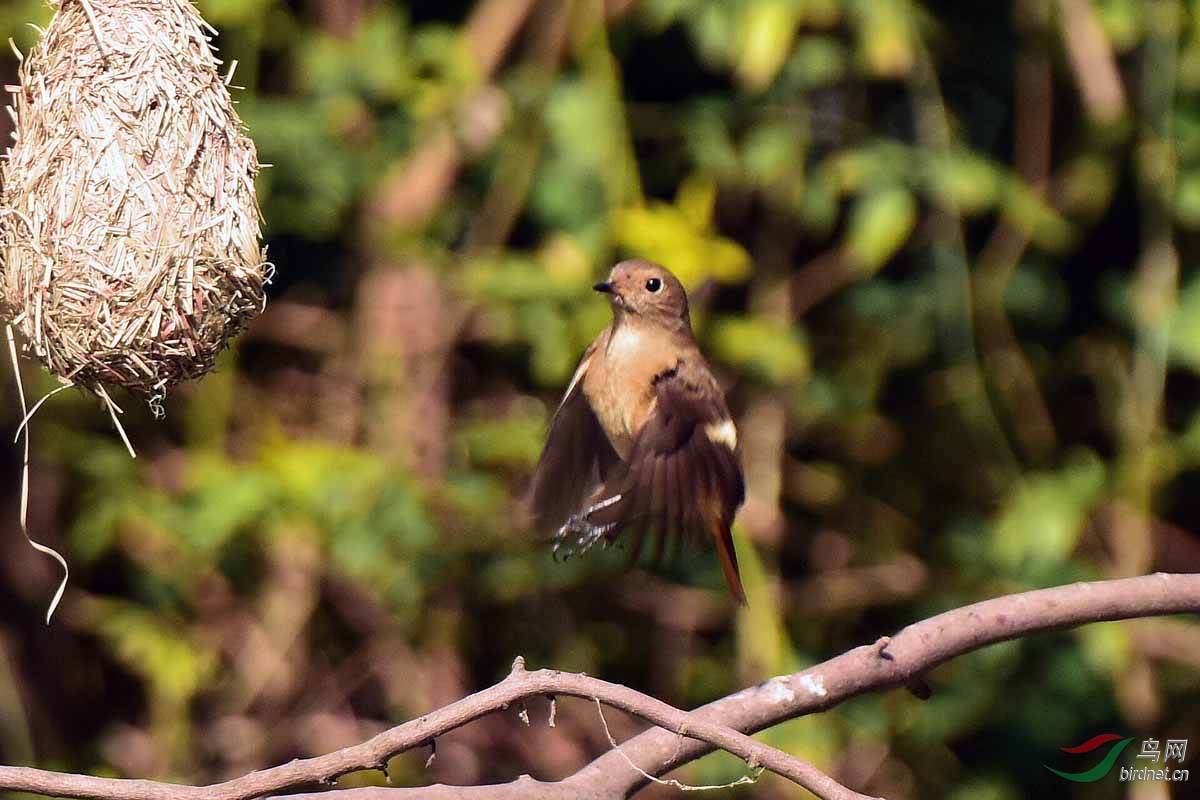 北红尾鸲(雌)飞入护鸟人在林中悬挂的鸟巢