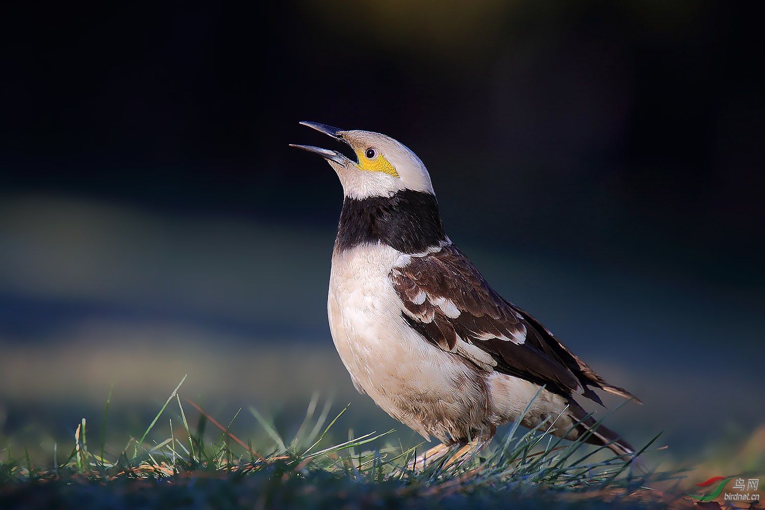 2018第一拍黑领椋鸟(天坛)