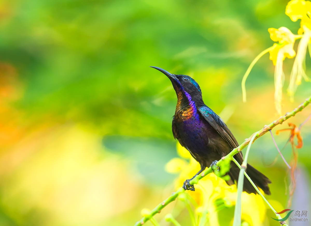 (铜喉花蜜鸟)紫颊太阳鸟 — 新年快乐【恭贺老师荣获首页精华】