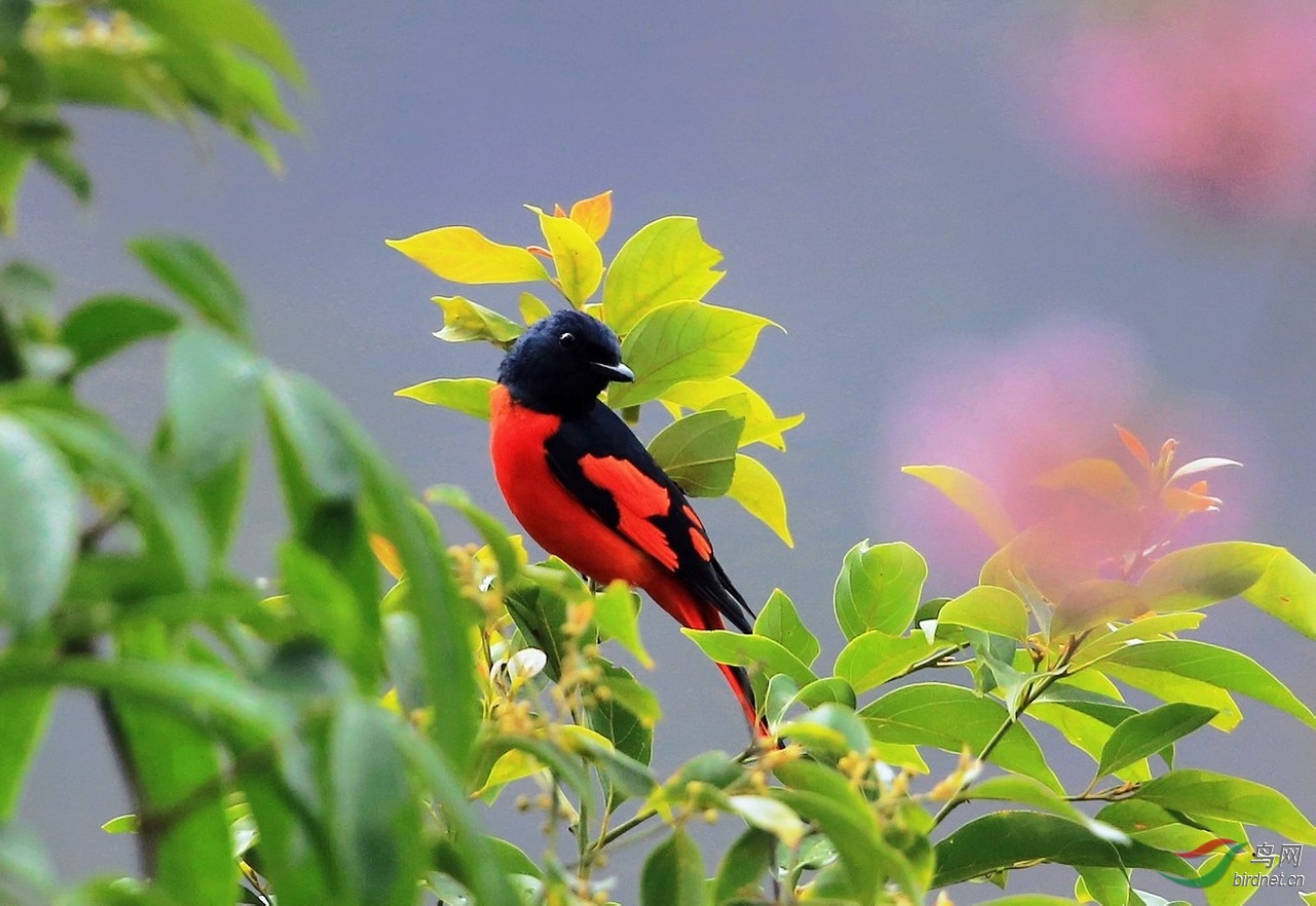 赤紅山椒鳥