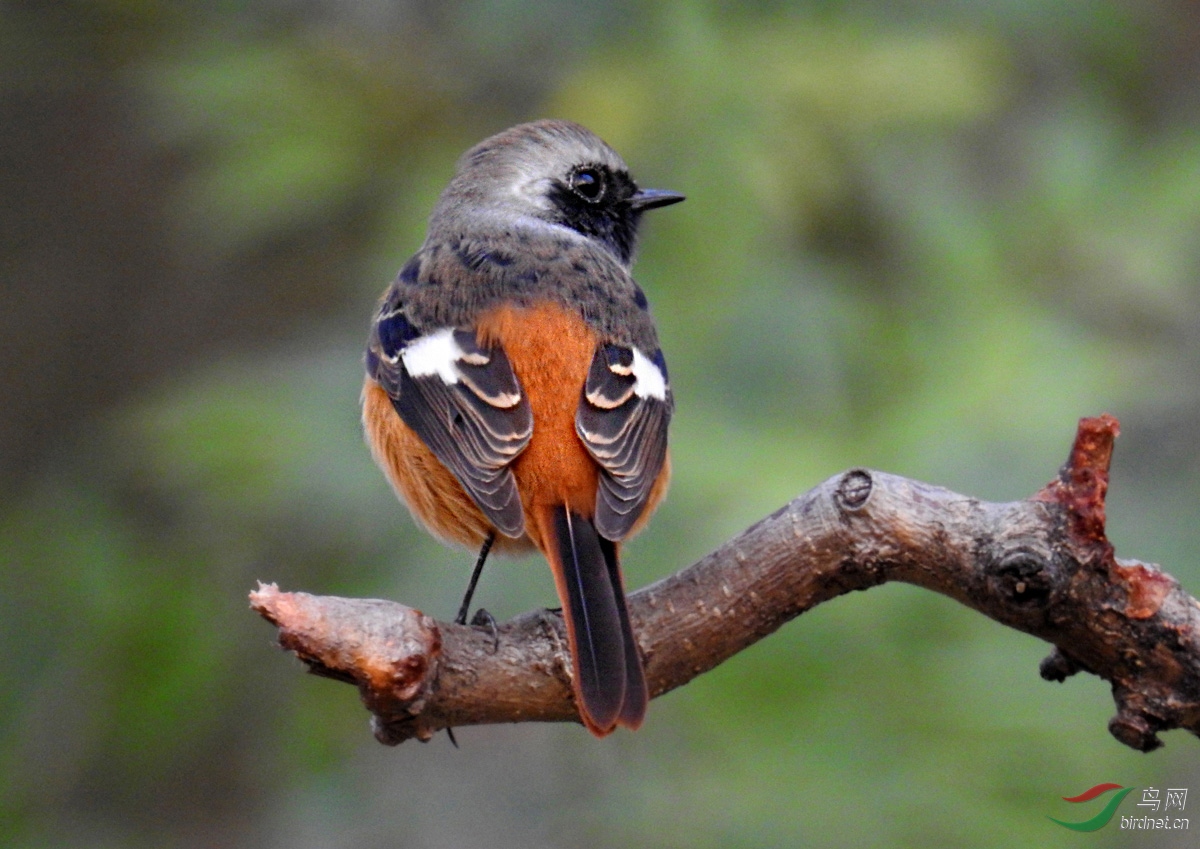 使用长焦机等轻便器材拍鸟的实践与体会(苏敬远)