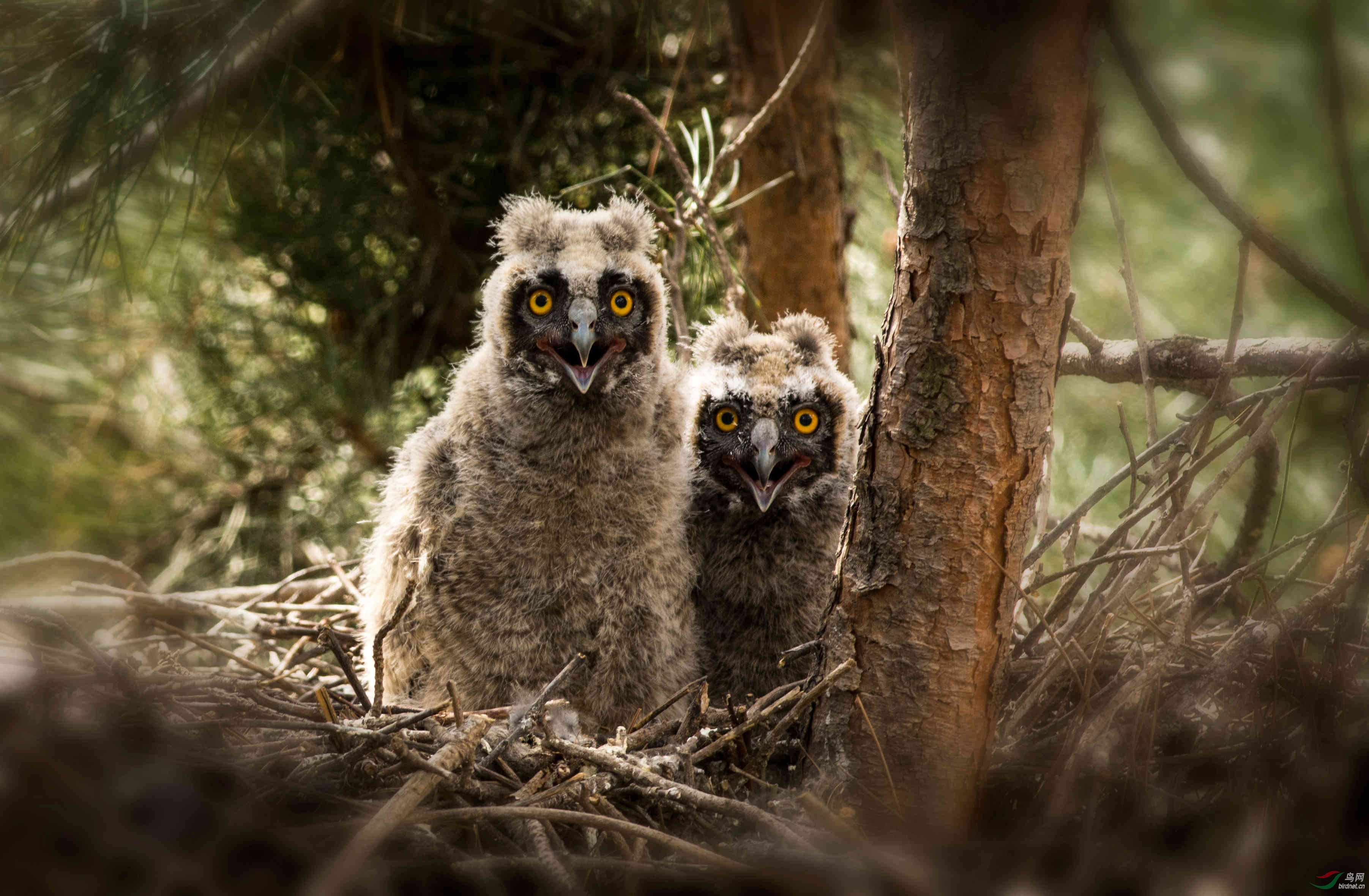 长耳鸮幼鸟