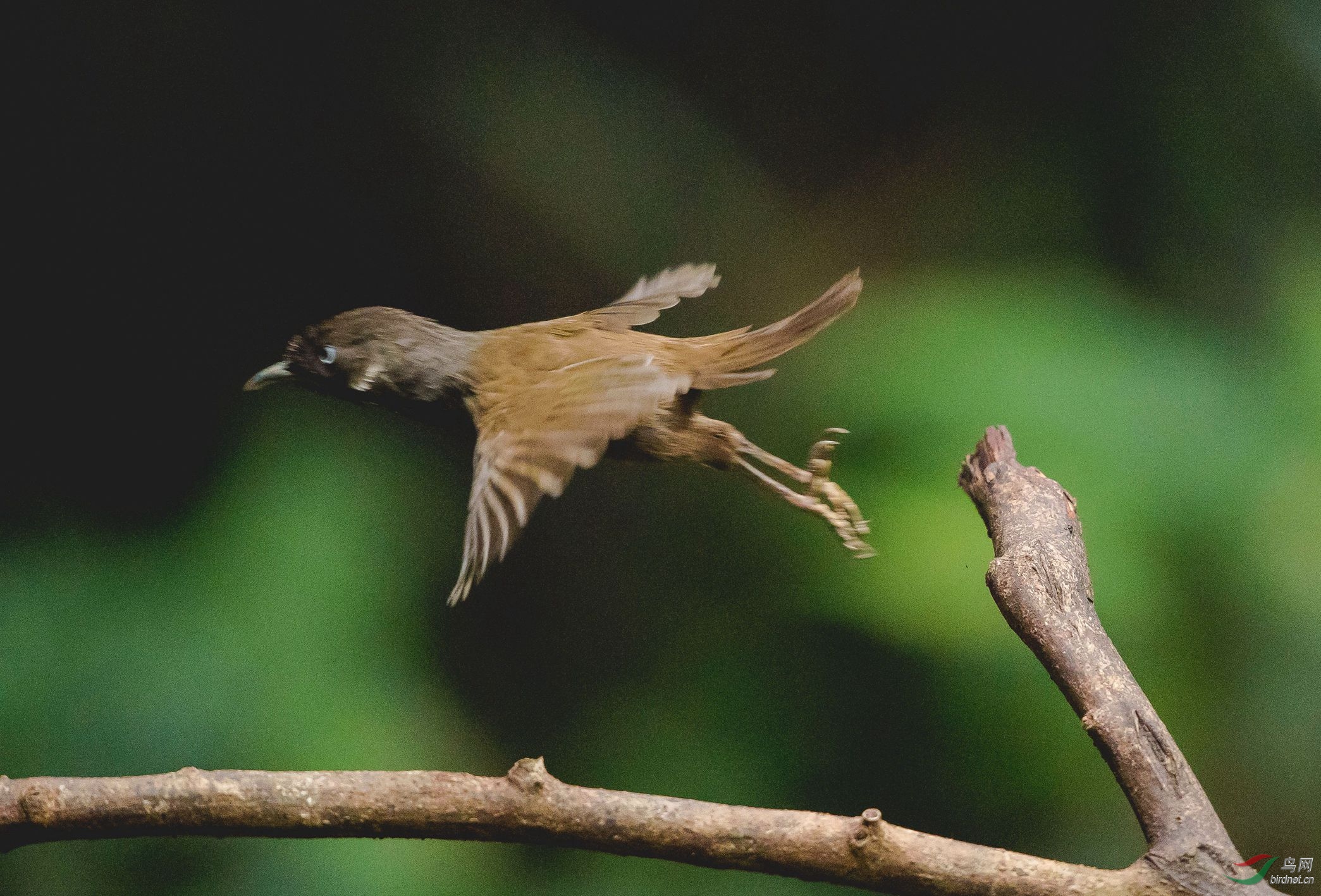 飞入2018的弄岗穗鹛