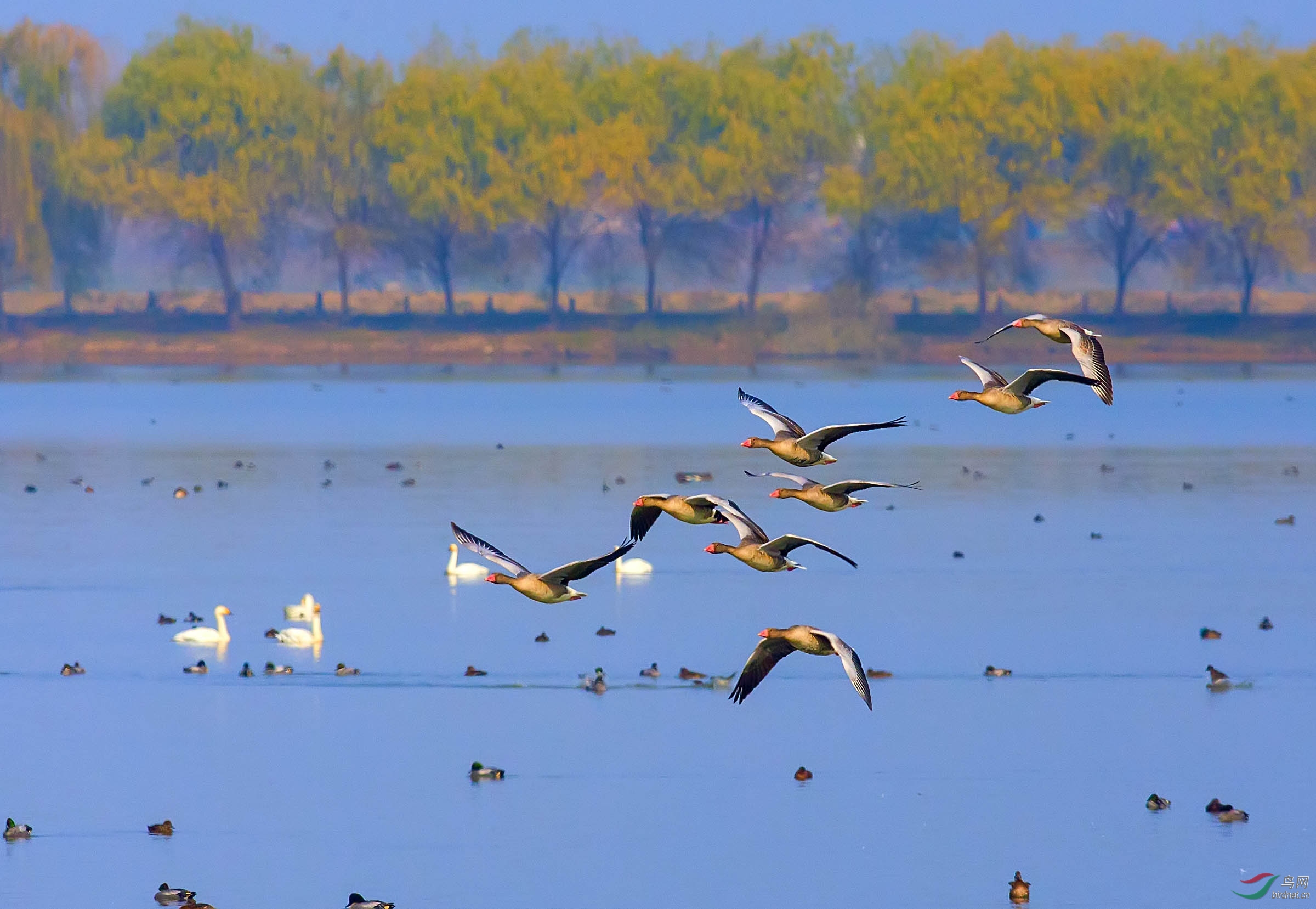 府河湿地雁群