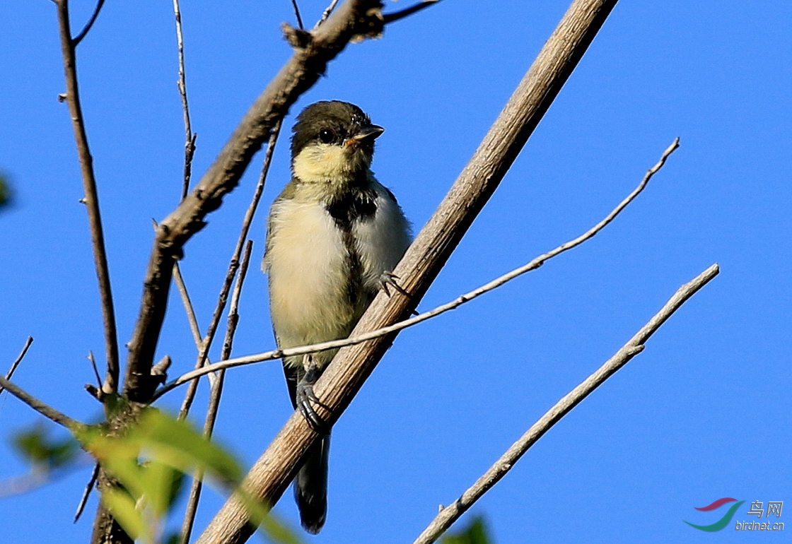 大山雀幼鳥