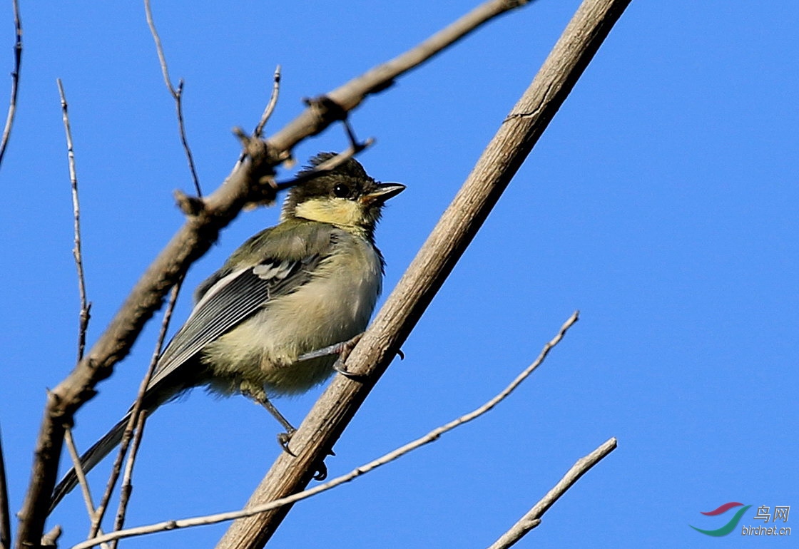 大山雀幼鳥