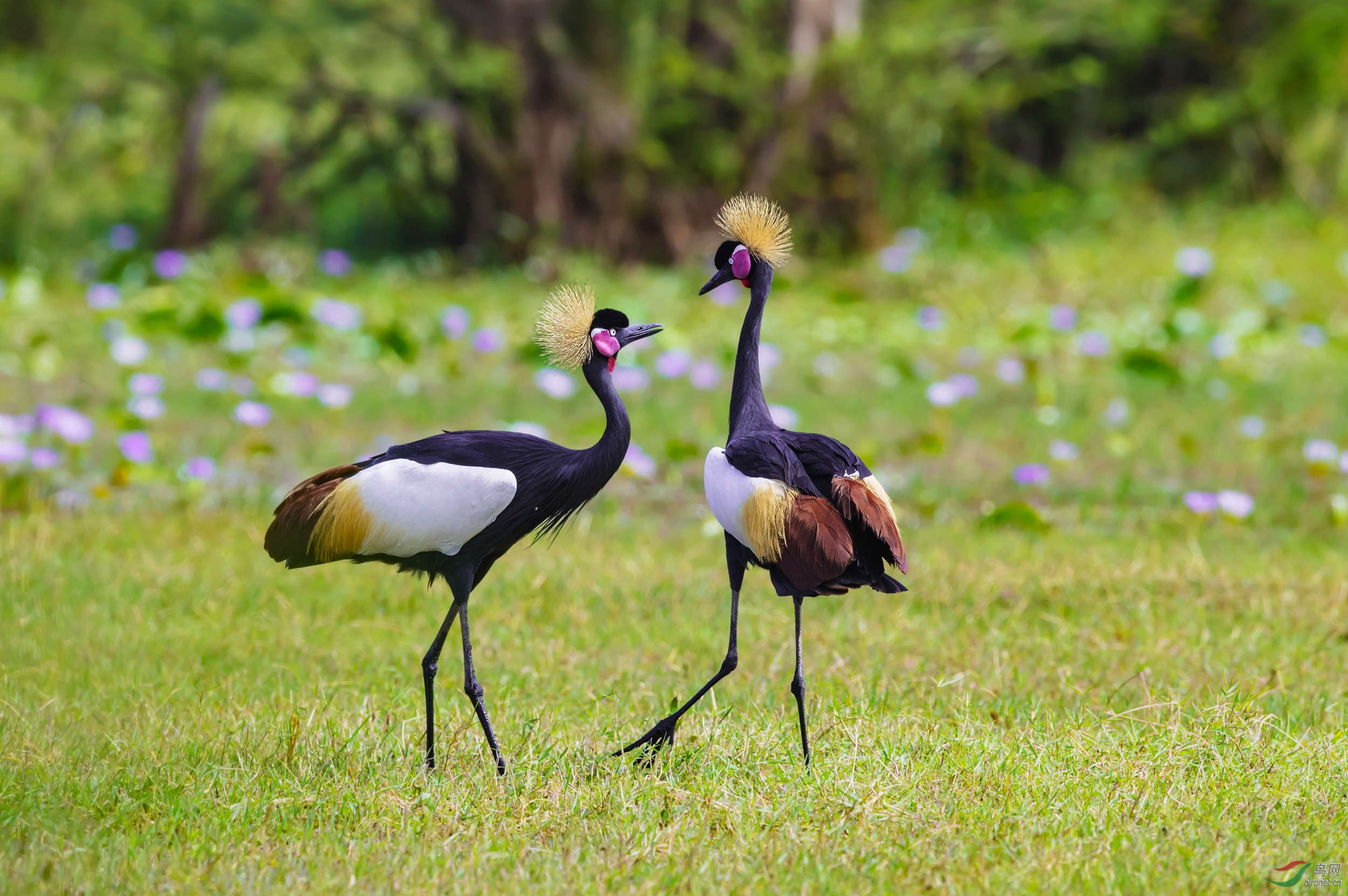 (灰冕鹤)求爱～黑皇冠鹤 祝贺荣获首页精华