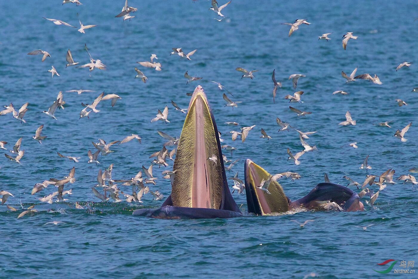 18--�����Ͼ���ʢ�� ��--���ף����ȱ��ۣ�.jpg