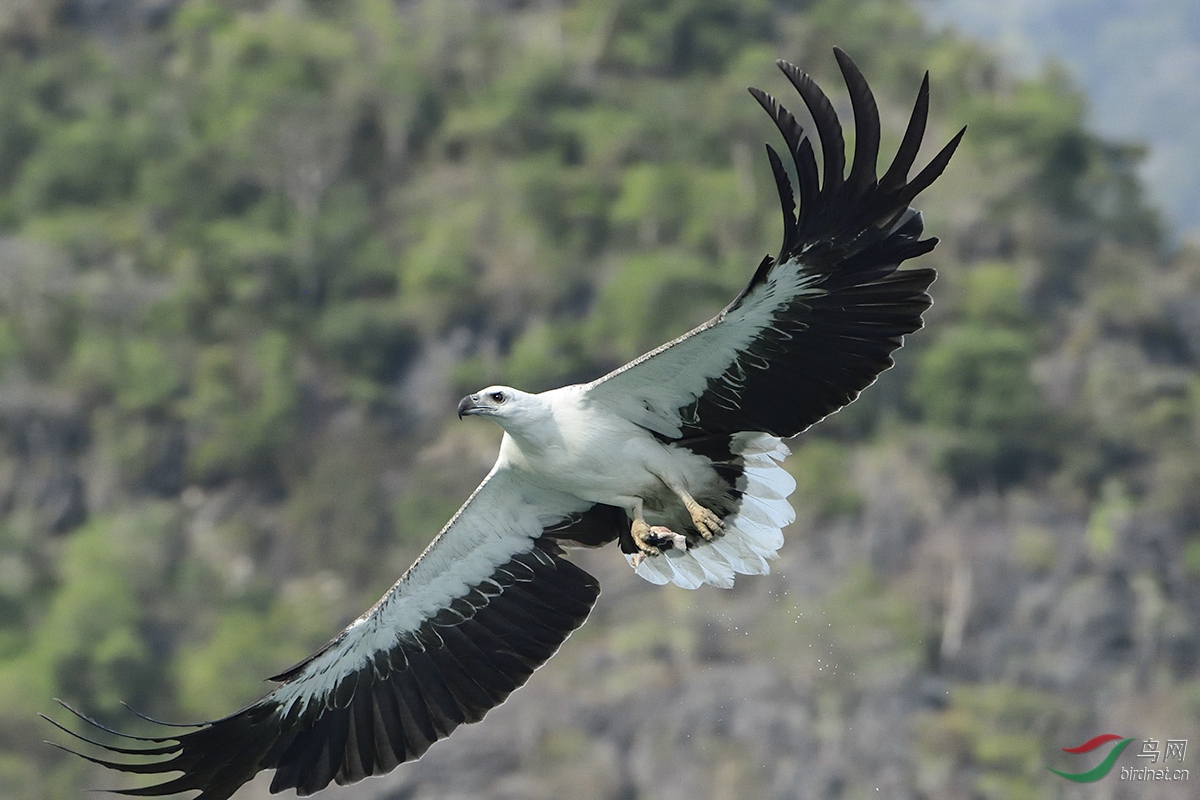 低空翱翔——白腹海雕
