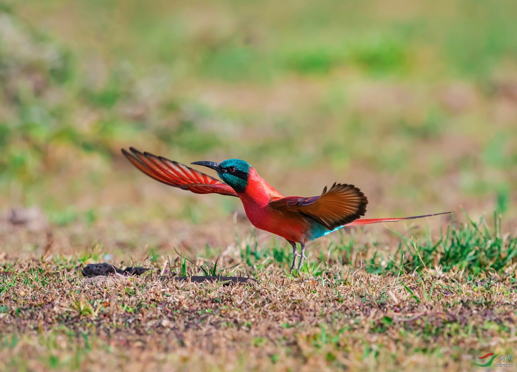 洋红蜂鸟洋红蜂虎祝贺荣获首页精华
