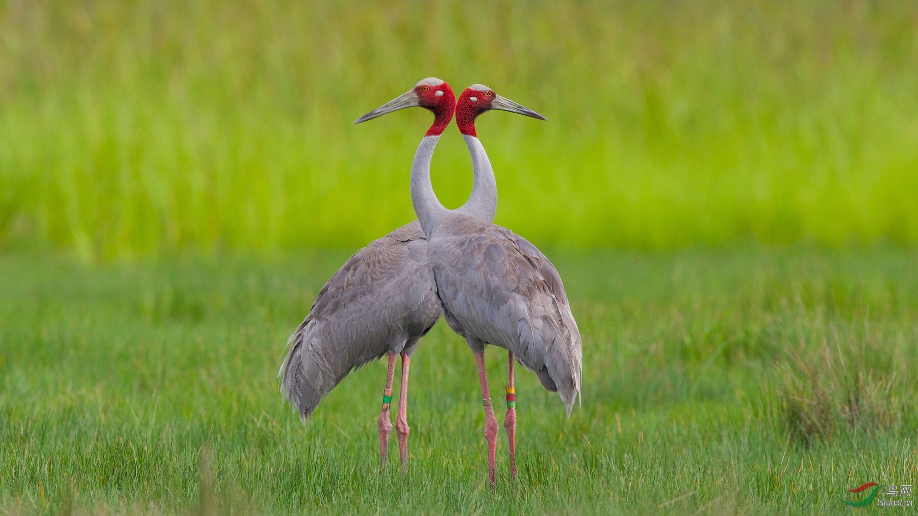 17--���ྱ�׵�������԰ (2)��--���ף����ȱ��ۣ�.jpg