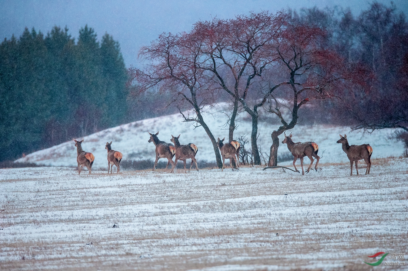 50--��ѩ����¹ ��--������(�ӱ�����).jpg
