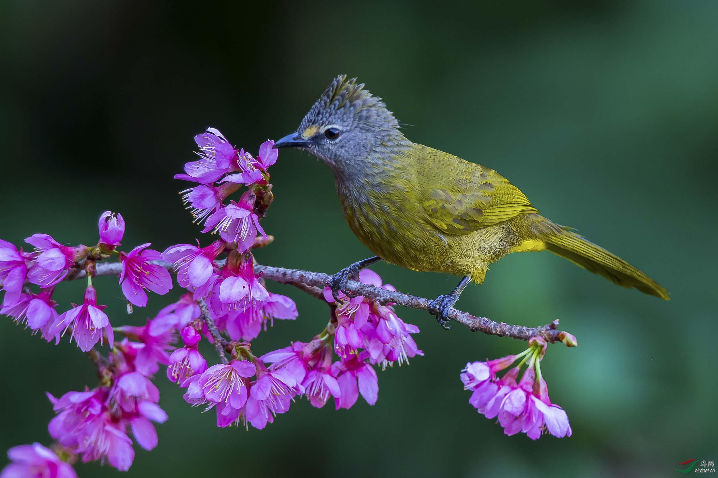 花鸟图樱花树上的黄绿鹎